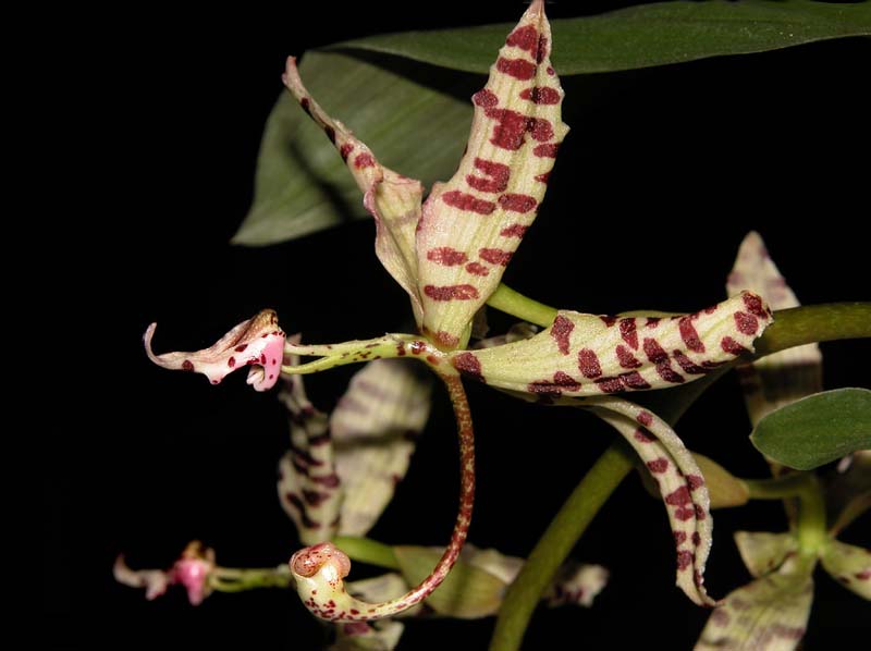 cycnoches_pentadactylon2_cd