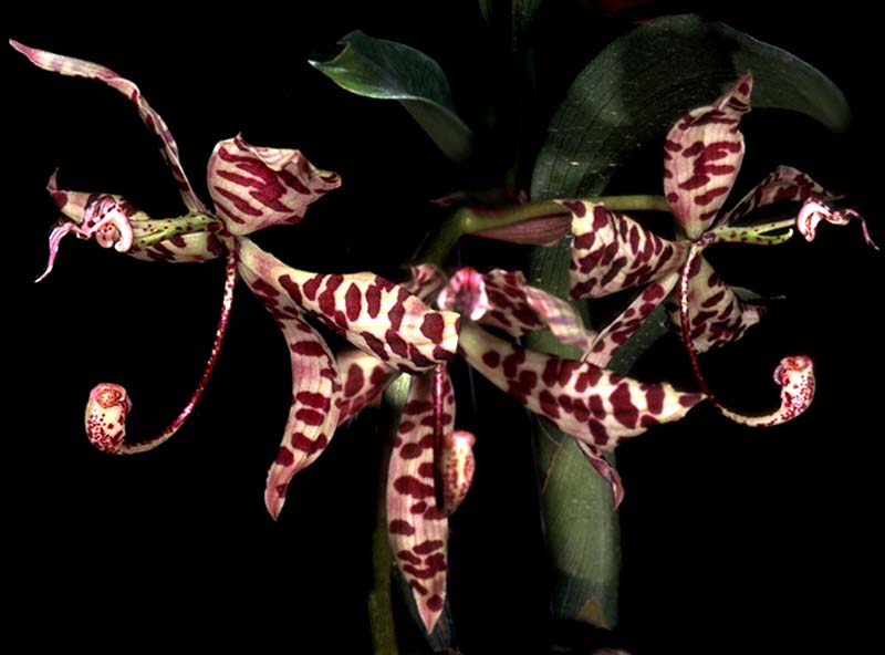 cycnoches_pentadactylon_cd