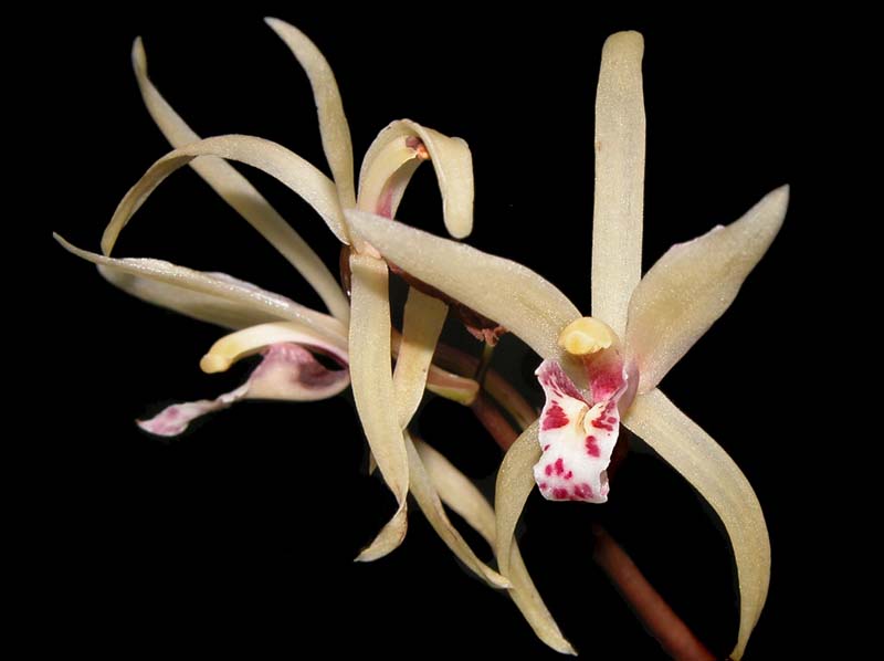 cymbidium_aliciae_ws_cd