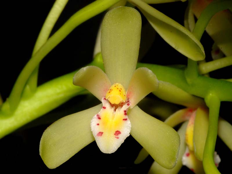 cymbidium_chloranthum_ws_cd