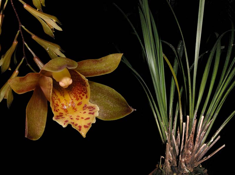 cymbidium_cochleare_cd