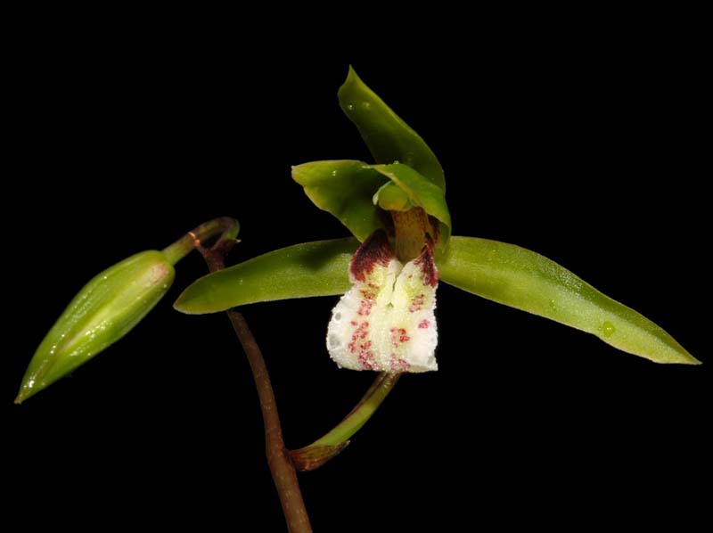 cymbidium_cyperifolium2_WS_cd