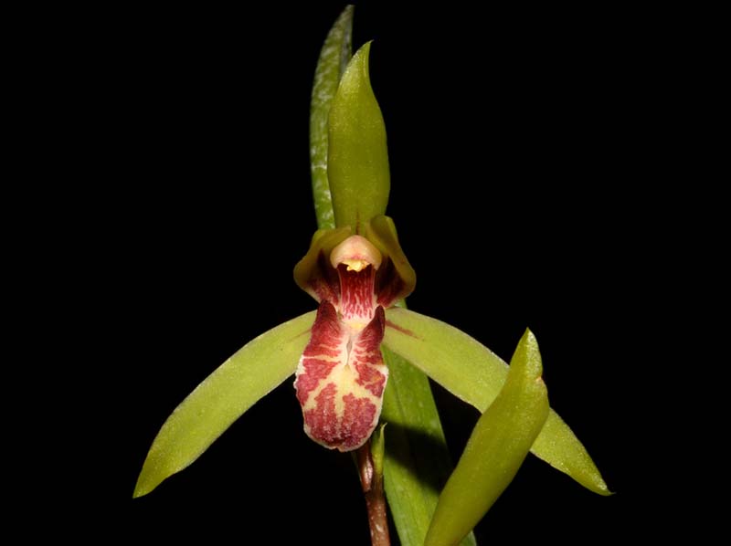 cymbidium_cyperifolium3_WS_cd