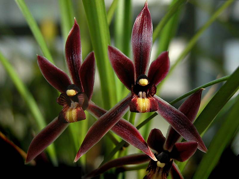 cymbidium_dayanum_red_cd