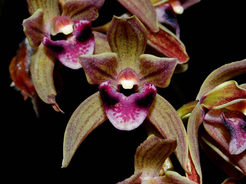 cymbidium_devonianum_MG_cd