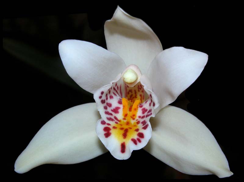 cymbidium_eburneum2_ws_cd