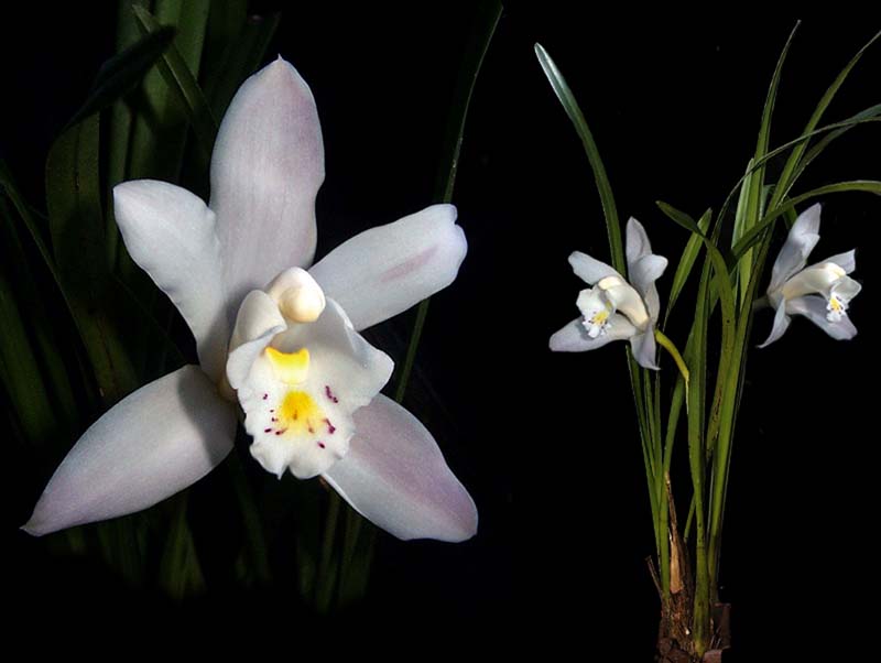 cymbidium_eburneum_cd