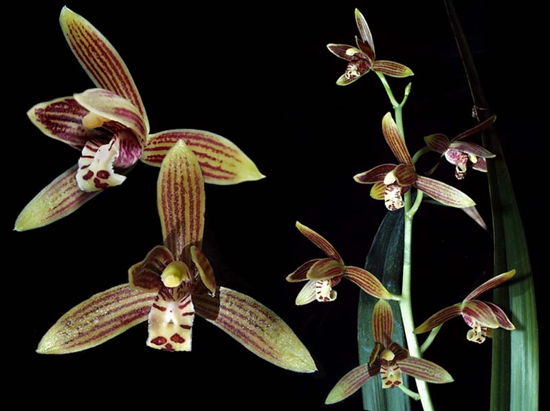 cymbidium_ensiflorum_cd