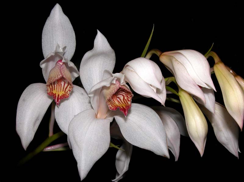 cymbidium_erythrostylum_cd