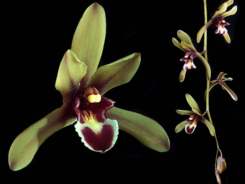 cymbidium_finlaysonianum_cd