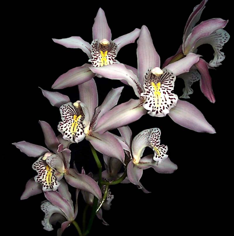 cymbidium_insigne_cd