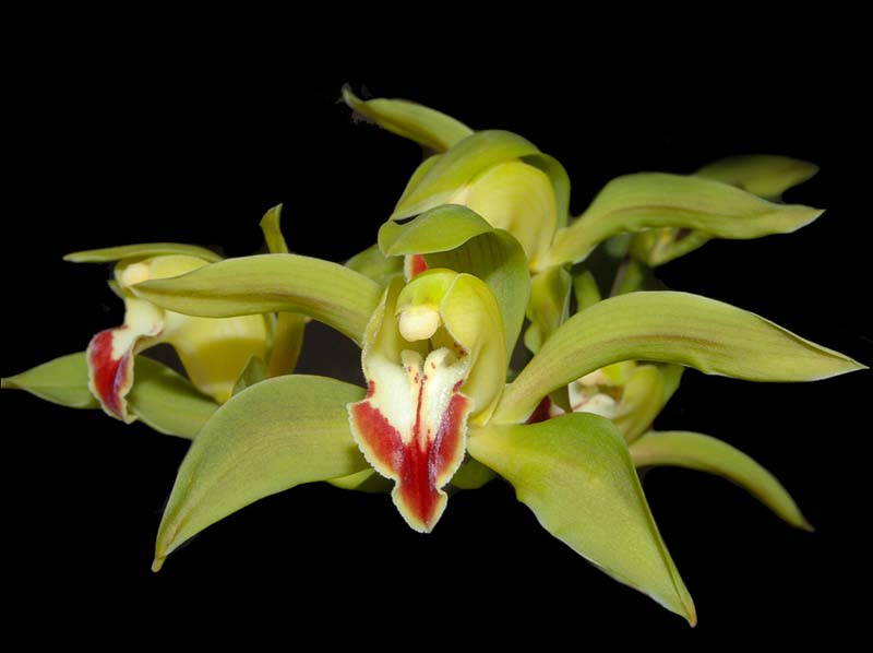 cymbidium_lowianum_ws_cd