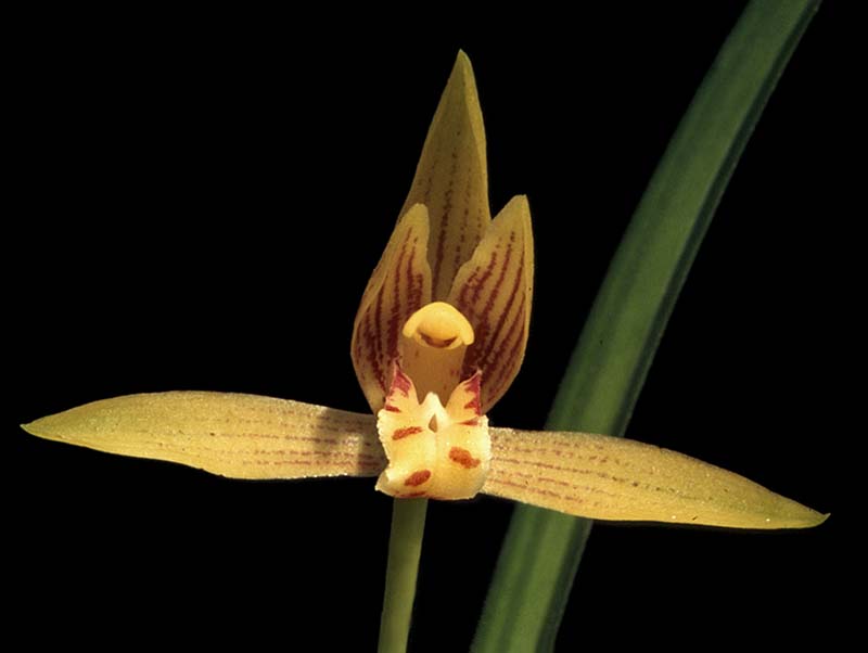 cymbidium_munronianum_cd