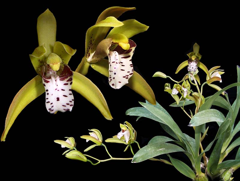 cymbidium_tigrinum_cd