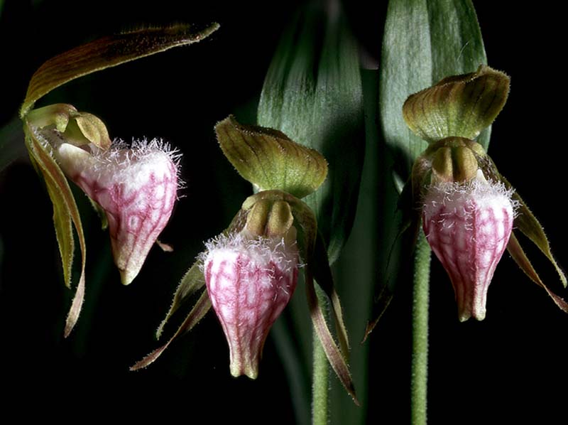 cypripedium_arietinum_cd