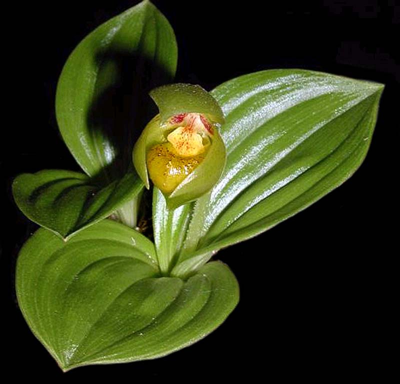 cypripedium_baldolphianum_cd