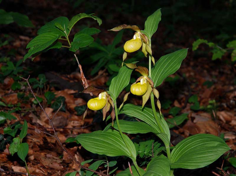 cypripedium_calceolus_ip_cd