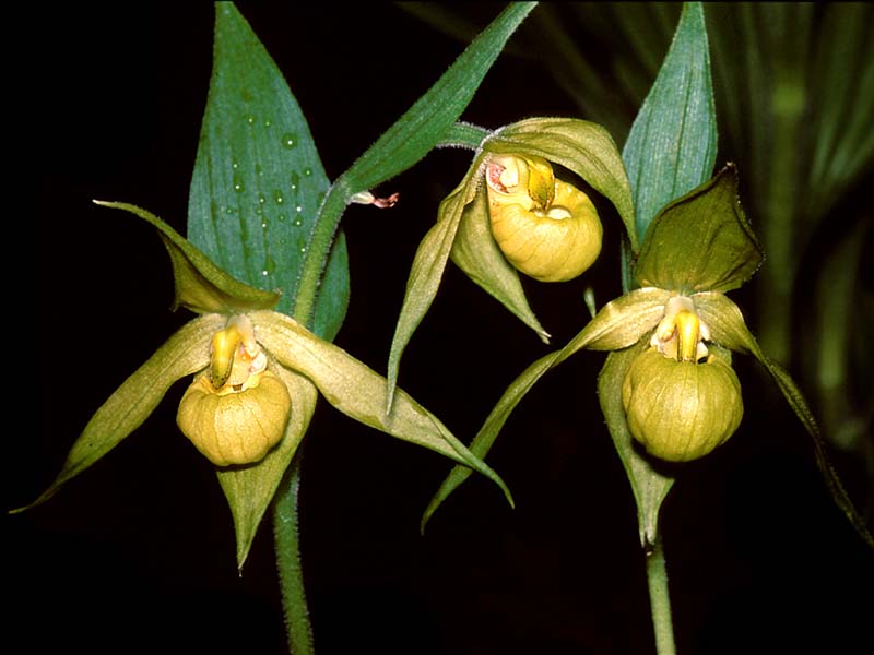 cypripedium_cordigerum2_cd