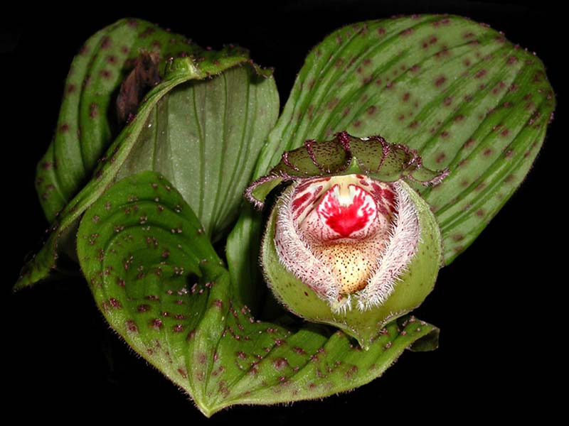 cypripedium_fargesii_cd