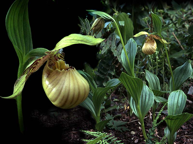 cypripedium_farrerii_cd