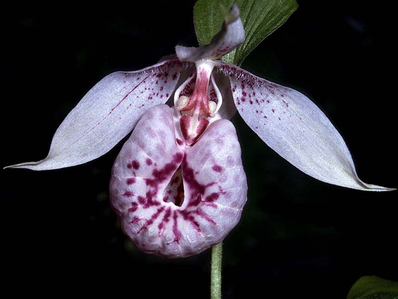 cypripedium_formosanum_cd