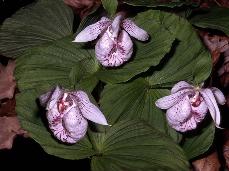 cypripedium_formosanum_habitus_cd