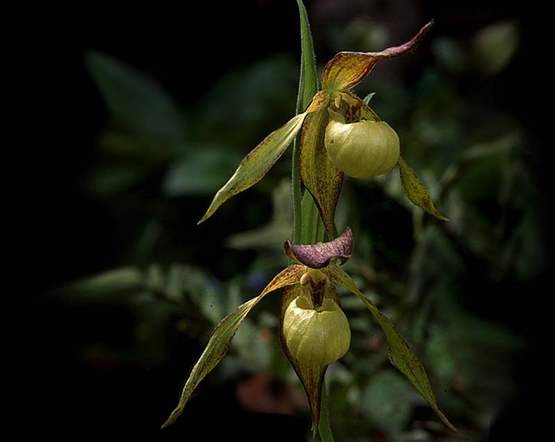 cypripedium_gerd_kohl_cd