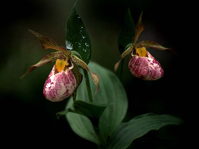 cypripedium_himalaicum_cd