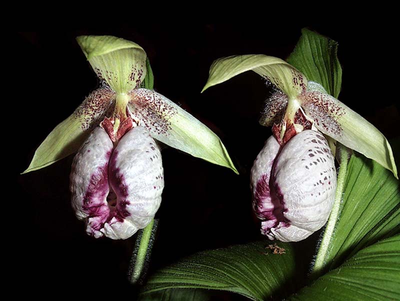 cypripedium_japonicum2_cd