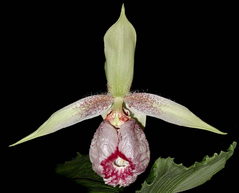 cypripedium_japonicum_cd