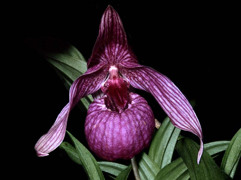 cypripedium_macranthum2_cd