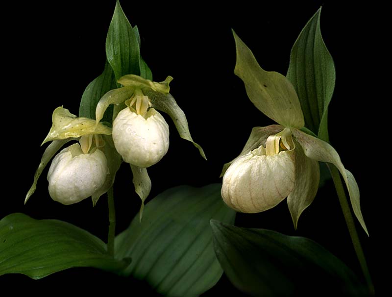 cypripedium_macranthum_album_cd