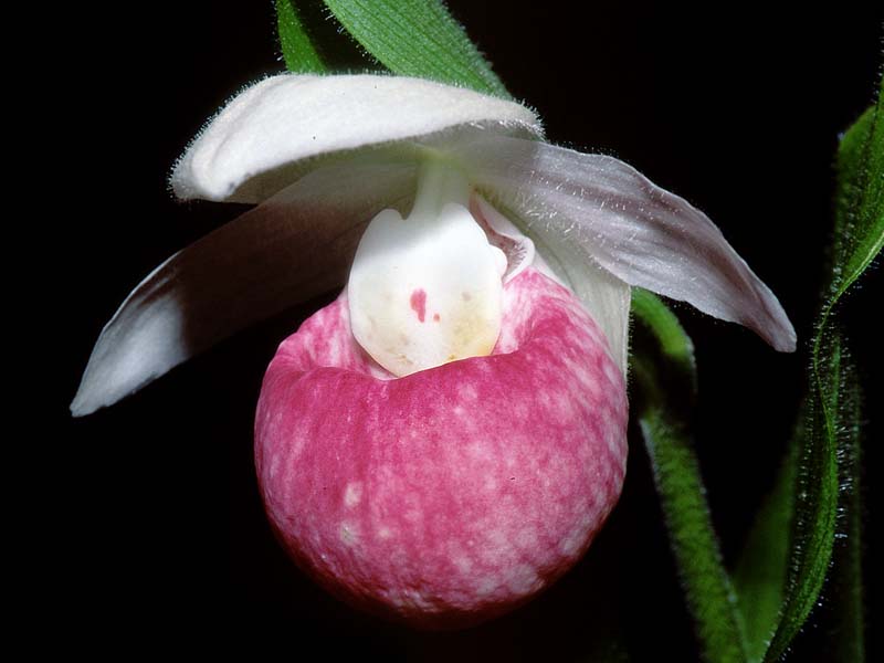 cypripedium_reginae2_cd