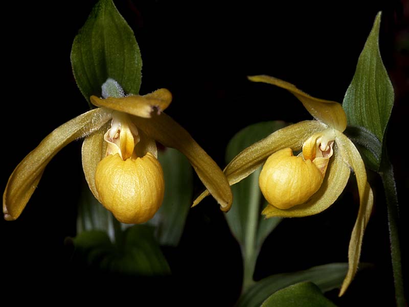 cypripedium_tibeticum_cd