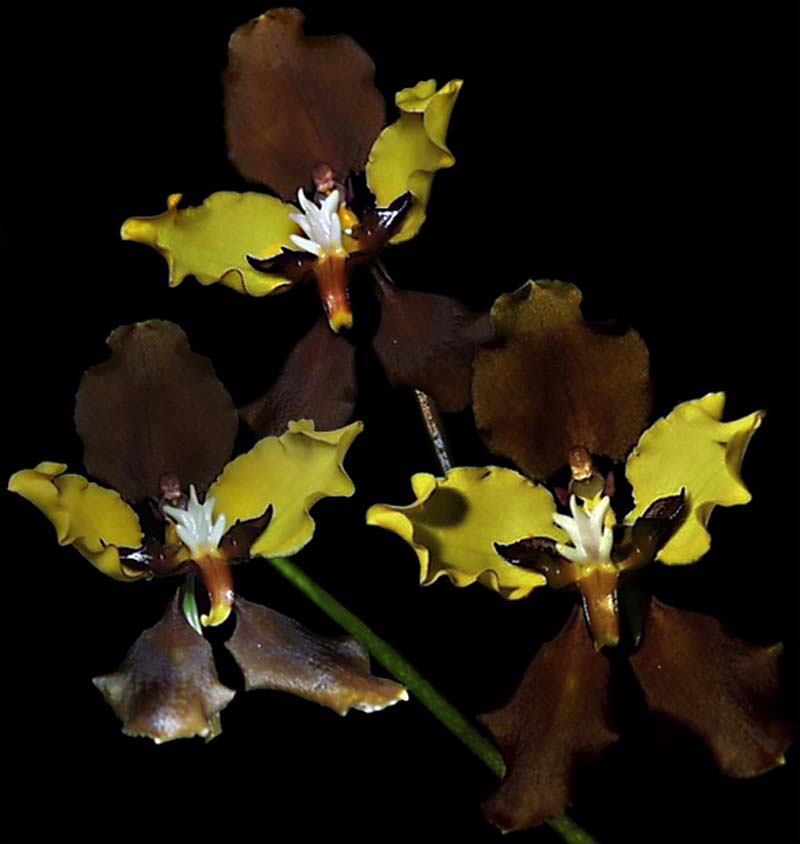 cyrtochilum_macranthum_cd