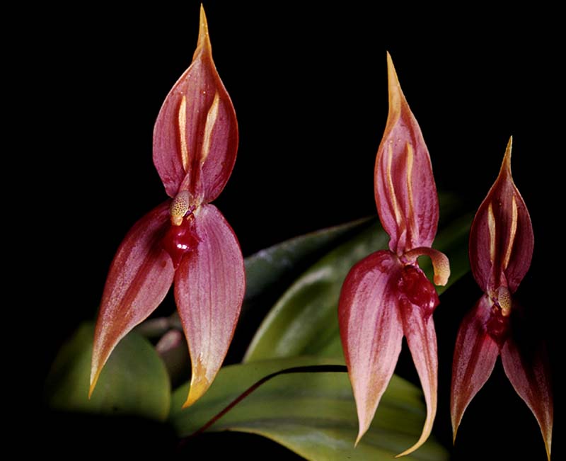 cyrtoglottis_peruviana_cd