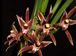 Cymbidium_kinabaluense_WS_cd