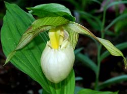 Cypripedium_fasciolatum_MG_cd