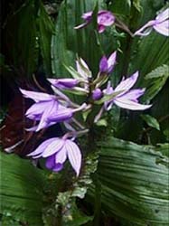 calanthe sylvatica