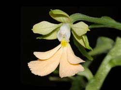 calanthe_argentata_cd