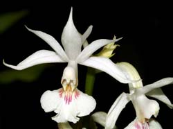 calanthe_arisanensis_MH_cd