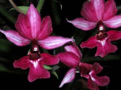 calanthe_butterfly x sedenii_cd