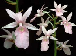 calanthe_rosea_cd