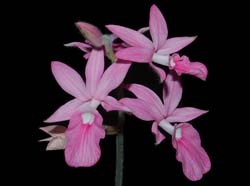 calanthe_rosea_ws_cd