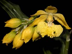 calanthe_striata_cd