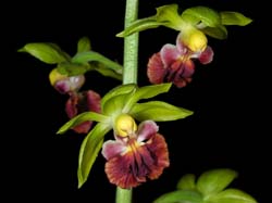 calanthe_tricarinata_cd