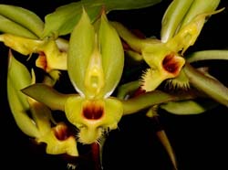 catasetum_christyanum_ip_cd