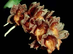 catasetum_denticulatum2_cd