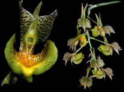 catasetum_fimbriatum2_cd