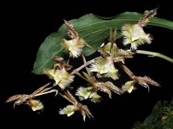 catasetum_fimbriatum_ws_cd